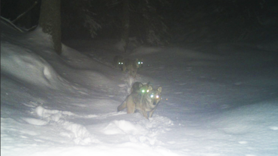 Lupi nel Vco, nuovo rapporto: almeno 49 esemplari e primi casi di ibridazione